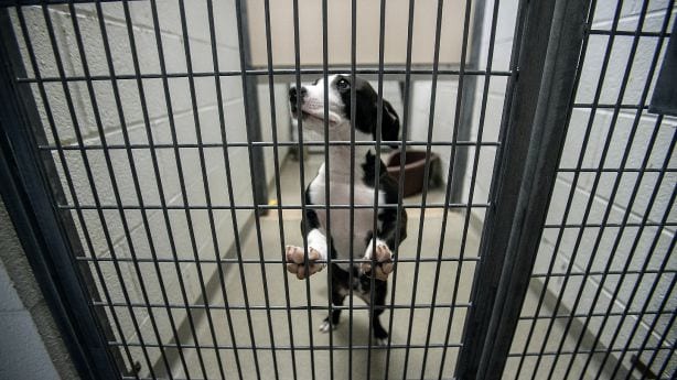 Some Utah animal shelters see decreased adoptions, increased surrenders as virus spreads