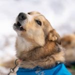 Stressed out? Maybe these photos of Iditarod dogs will help.