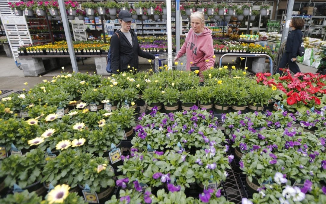 Gardening basics: How to start a garden in Colorado during coronavirus