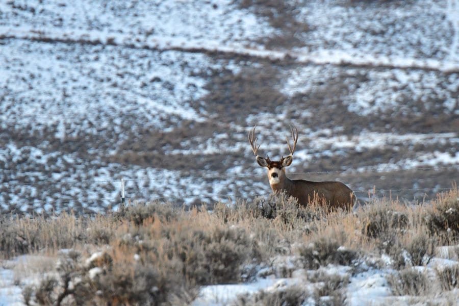New Report on Big Game Migration Demonstrates Colorado’s Commitment to Key Conservation Priority | Theodore Roosevelt Conservation Partnership