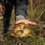 Colorado mushroom hunting: What you need to know before you forage