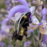 Deryn Davidson: June is Colorado Pollinator Month – Longmont Times-Call