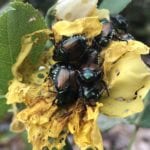 How to keep Japanese beetles out of your Colorado garden