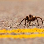 Tarantula migration in Colorado 2020: It's time for spiders to find love