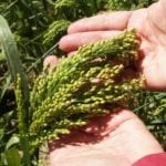 What is millet, and why is so much of it grown in Colorado?