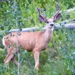 Coronavirus pandemic should have little impact on Colorado’s hunting season