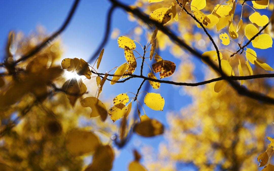 20 Colorado hikes for spectacular fall color | Leadville CO