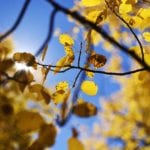20 Colorado hikes for spectacular fall color