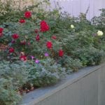 Easiest perennials for Colorado gardens, from salvia to ornamental grass