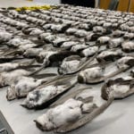 What’s going on with all the dead birds across Colorado and the Southwest?