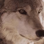 ‘Howl you vote?’ wolf advocates, opponents ask Colorado