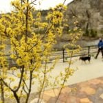 In Colorado, plant trees in fall for a bit of shade next summer