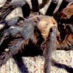 Southern Colorado tourism climbs amid tarantula migration
