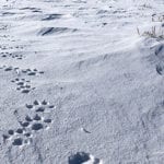 Proposition 114 explained: What’s at stake with the effort to reintroduce gray wolves in Colorado