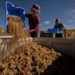 These are the Colorado wines you should be drinking now