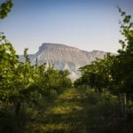 Colorado Wine Country’s 2020 harvest rises above the tenor of our times