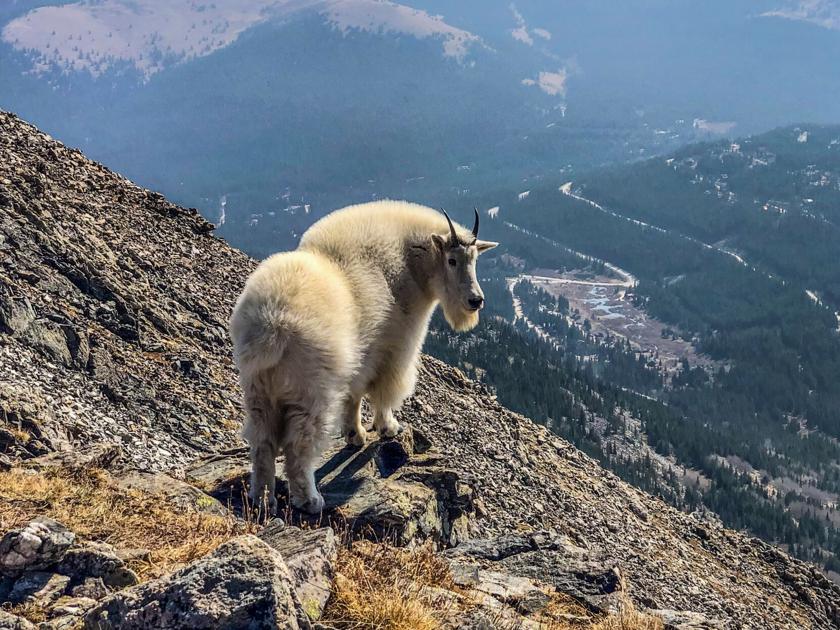 Scenic fourteener provides a great “beginner” option for hopeful peak baggers | OutThere Colorado