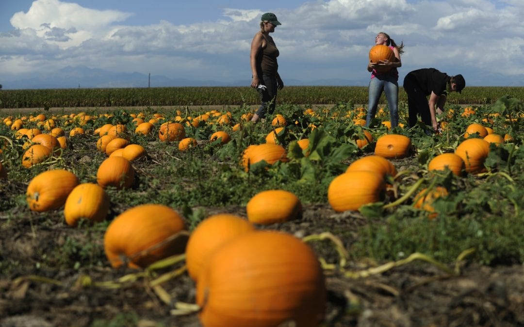 Corn mazes, Festival of Scarecrows, Spooktacular 2020 and more free and cheap Colorado fall fun this month