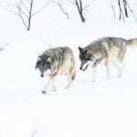 Colorado voters weigh whether to bring back the endangered gray wolf