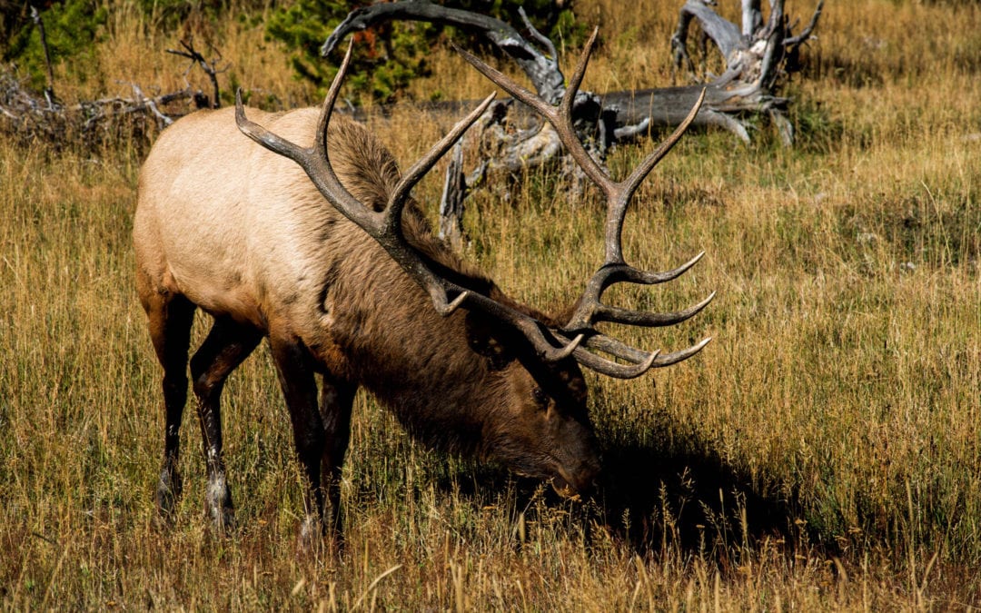 Colorado Man Gored in the Back by Elk That Charged at Golf Cart
