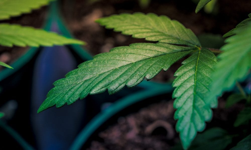 Colorado Governor Tells Texas Not To Legalize Marijuana So His Own State Can Get More Tourists