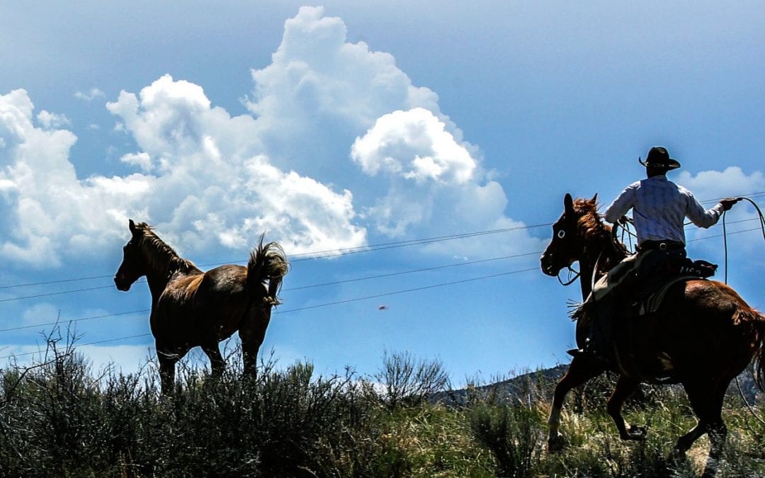BLM aims to cut wild horse numbers in Colorado by more than half