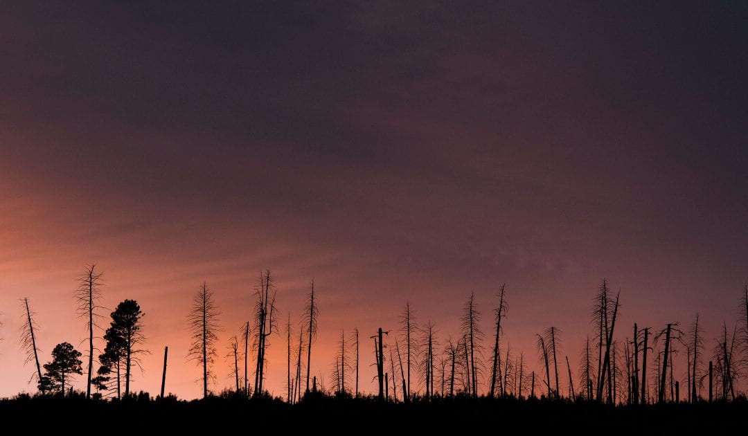 Opinion: Our Capitol Christmas Tree makes me wish for healthy Colorado forests