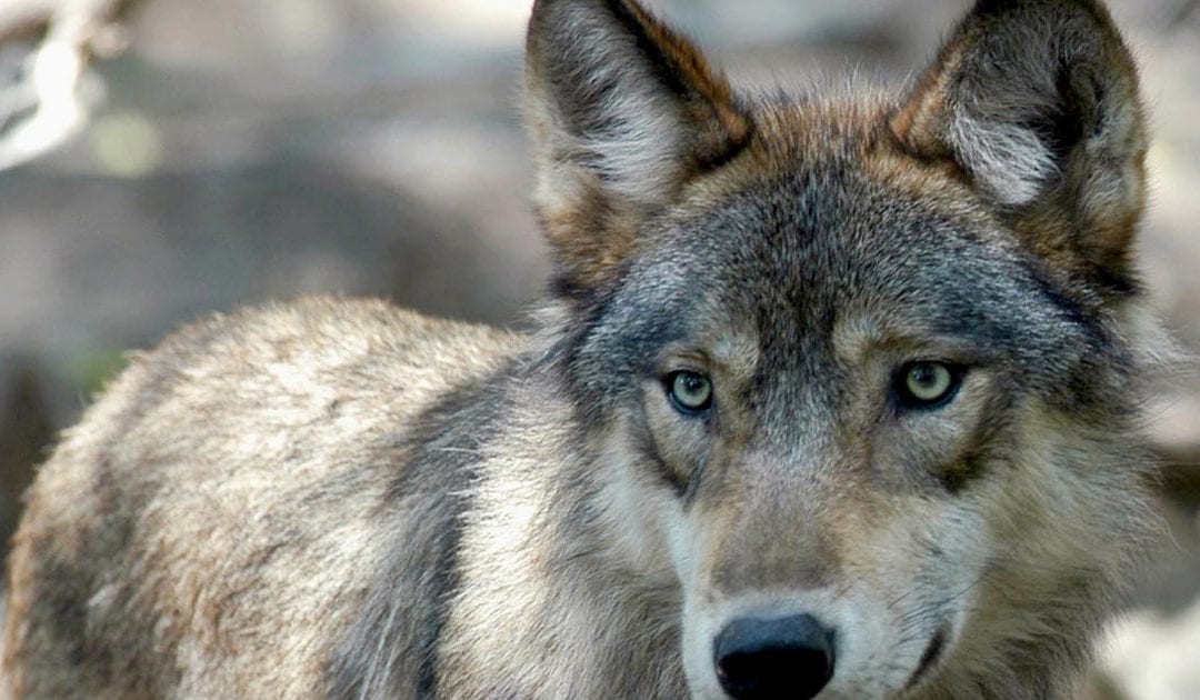 Colorado vote could mean wolves on Utah’s doorstep