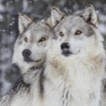 Wolves Are Coming Back to Colorado. Now Comes the Tricky Part.