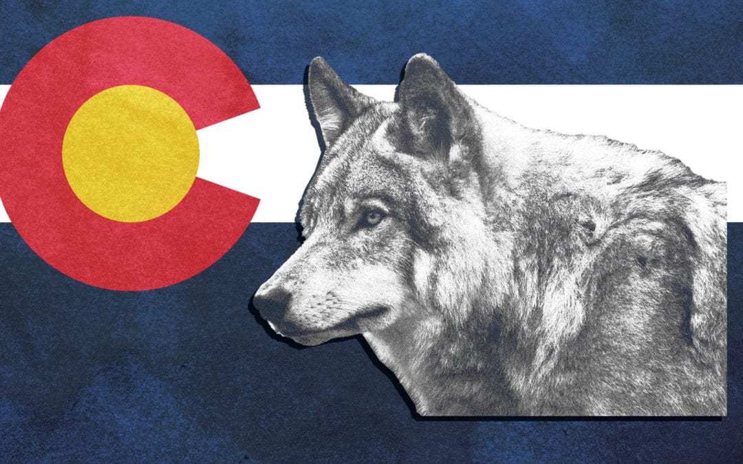 Colorado voted to bring back wolves. Why was the race so close?
