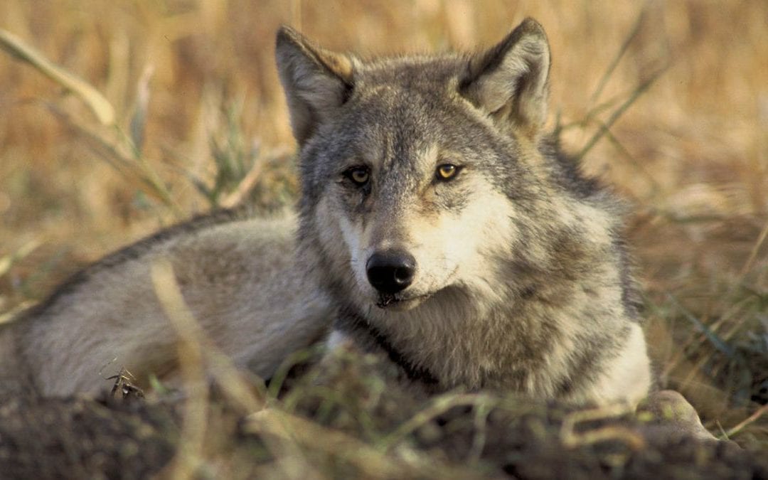 Colorado Is Getting Its Wolves Back After Historic Ballot Win