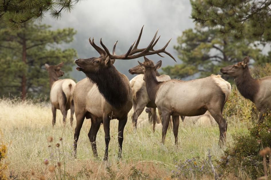 Five sentenced after leaving multiple elk to rot in western Colorado | OutThere Colorado
