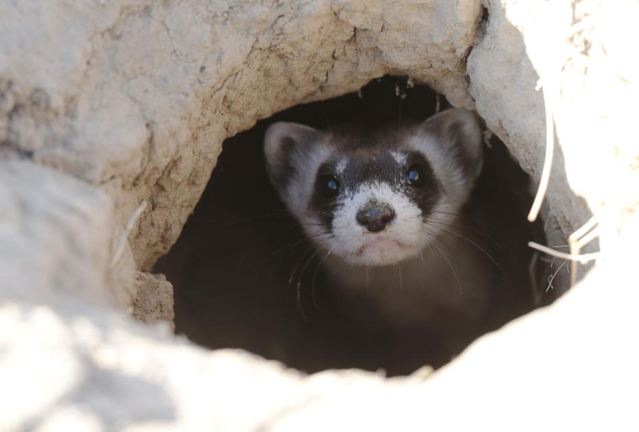 Endangered ferrets get experimental COVID-19 in Colorado