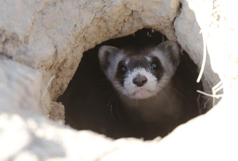 Endangered ferrets get experimental COVID-19 vaccine in Colorado | OutThere Colorado
