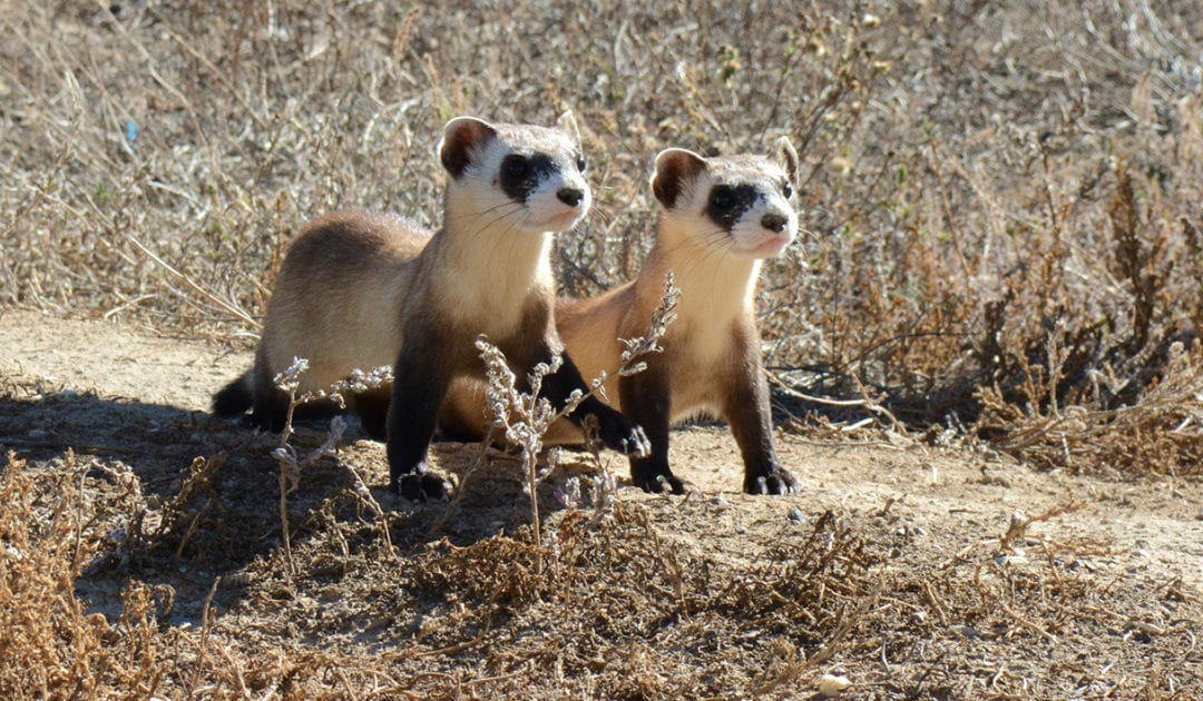 At risk of extinction, black-footed ferrets in Colorado get experimental COVID vaccine