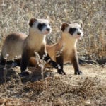 USFWS-ferrets1.jpg