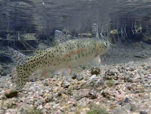 With ‘troubling decline’ of Colorado Springs’ greenback cutthroat trout, questions of recreation reemerge