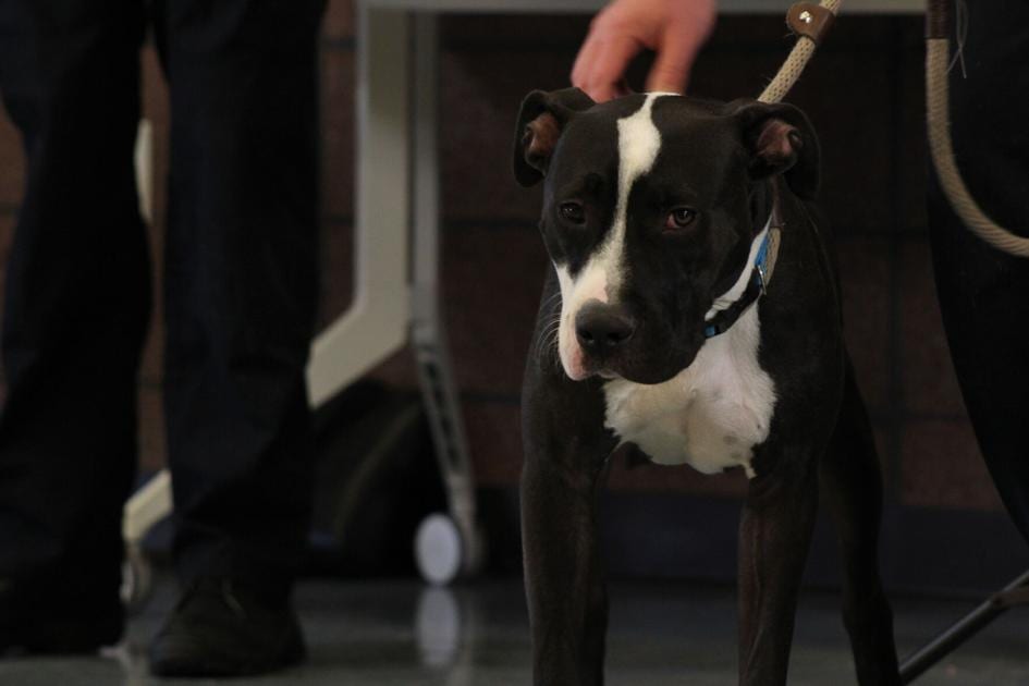 Meet Penguin, Denver’s first adoptable pit bull in more than 30 years | OutThere Colorado