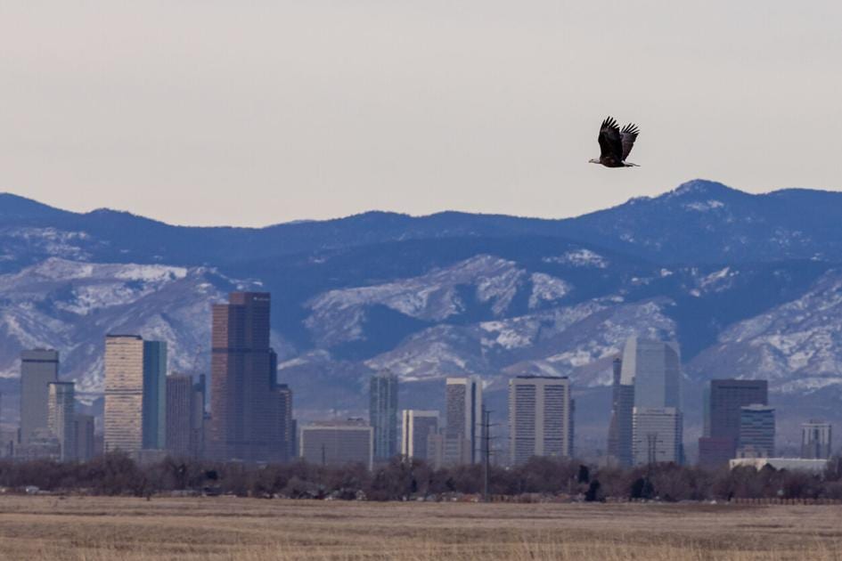 12 places to spot bald eagles, as 1,000-plus birds pass through the state | OutThere Colorado