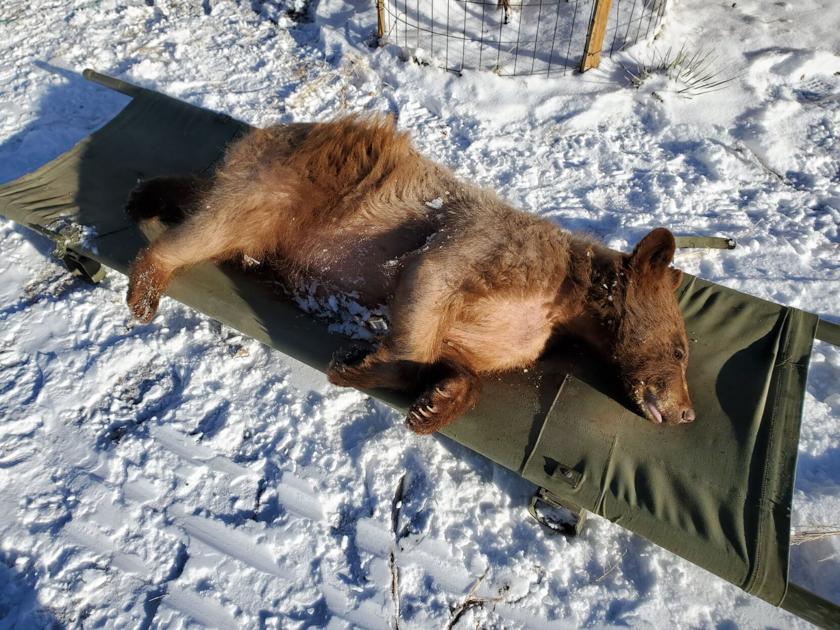 Orphaned bear cubs placed in artificial dens on Colorado fourteener | OutThere Colorado