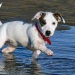 Colorado bill to ban puppy and kitten sales from pet stores on hold