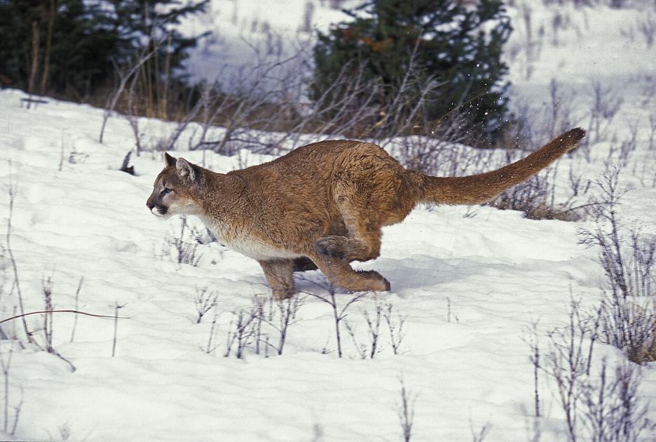 [WATCH] Large buck faces off with mountain lion in Colorado | OutThere Colorado
