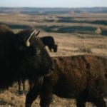 Bison rising in Colorado: From the prairie, heirloom species are slowly returning to native lands