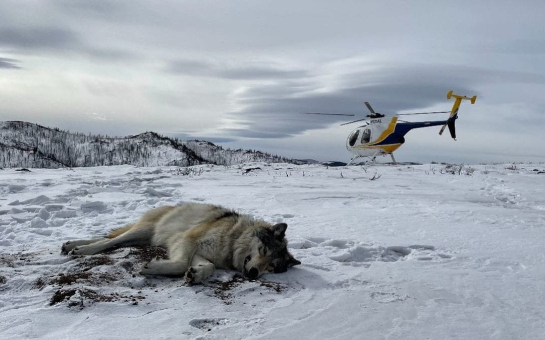 Wolf captured, collared in Northern Colorado for 1st time in state since predator delisted