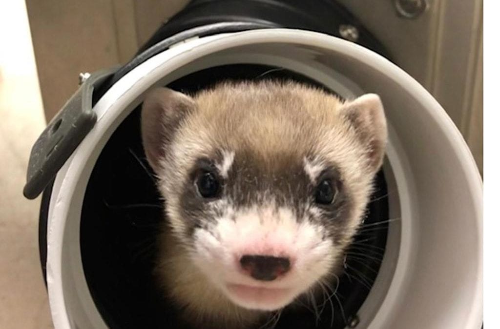 First clone of U.S. endangered species, a black-footed ferret, born in Colorado