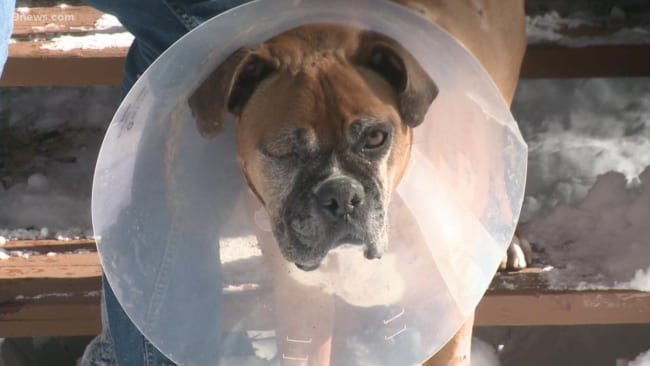 Colorado man uses survey stake to fight off mountain lion from killing his dog • Pet Rescue Report