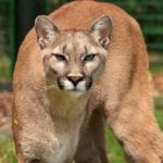 nature-animal-wilderness-head-53001.jpg
