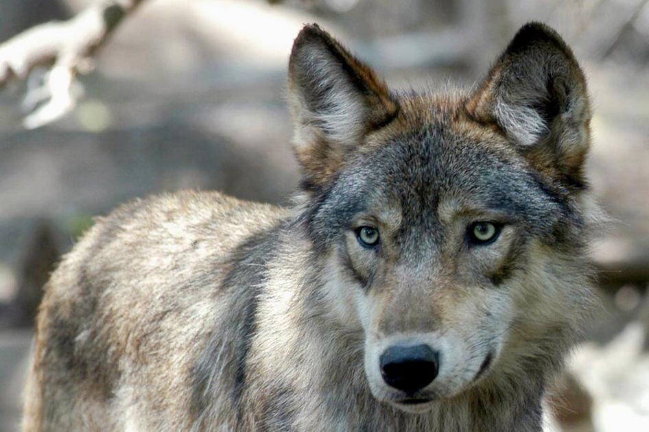 Colorado panel: Nice and slow on gray wolf reintroduction | OutThere Colorado