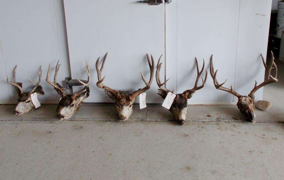 Man that poached 15 animals gets lifetime hunting ban in Colorado, other states | OutThere Colorado