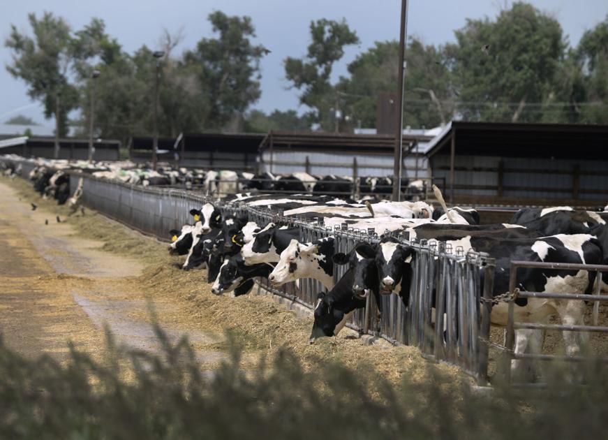 Weld County to declare March 20 as ‘Meat-IN Day’ in response to Gov. Polis’ ‘MeatOut’ | OutThere Colorado